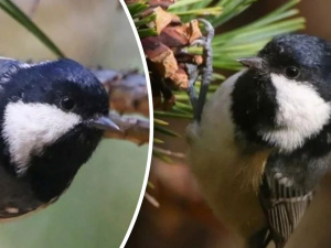 Маленький хижак у лісах Дніпропетровщини: чому синиця чорна привертає увагу дослідників