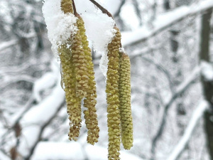 Наслідки кліматичних змін: на Дніпропетровщині науковці зафіксували нетипове цвітіння ліщини