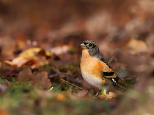 Північний гість у промисловому центрі: на Дніпропетровщині помітили незвичайного яскравого птаха