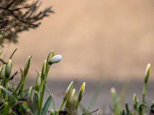 Від нічних заморозків до весняного тепла: синоптики дали прогноз у Кам'янському на 21-22 березня