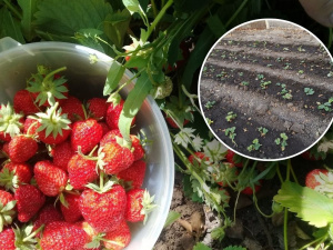 Вирощування полуниці на Дніпропетровщині: як отримати максимальний урожай у 2026 році та які сорти обрати