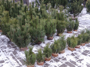 Ялинки у Кам’янському: скільки коштує новорічна красуня і де краще не купувати