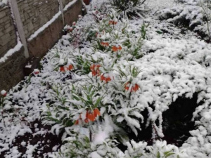 Квітнева аномалія на Дніпропетровщині: регіон засипало снігом після штормового попередження (ФОТО)