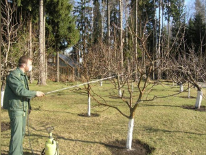 Осіння обробка саду на Дніпропетровщині: чим обприскати дерева у вересні для повного знищення шкідників