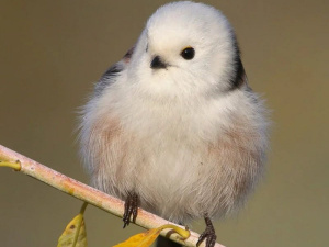 На Дніпропетровщині помітили дивних «сніжних кульок»: що це за істоти та чому вони з’явилися саме зараз