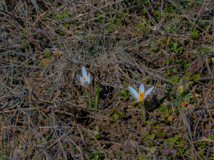 Рідкісне явище у степах: на Дніпропетровщині масово розквітли квіти з Червоної книги (фото)