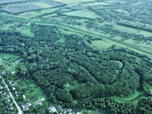 Римський ліс, що пережив століття: чим дивує урочище біля Верхньодніпровська