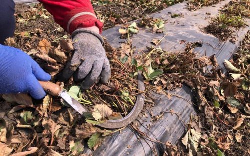 Осінній догляд за полуницею: покрокова інструкція з обрізки та підживлення
