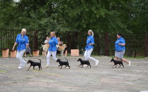 Від коргі до хаскі: у Лівобережному парку Кам’янського відбулося велике дог-шоу