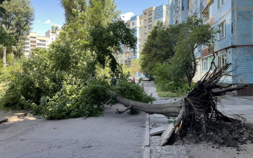 У Кам’янському дерево впало біля житлового будинку: чи є постраждалі
