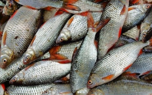 У Кам`янському заборонили продаж риби та морепродуктів на продовольчих ринках - подробиці