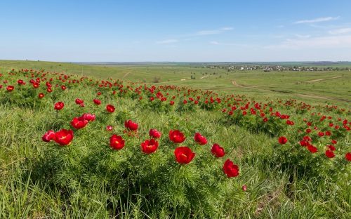 Степи Дніпропетровщини засипало 