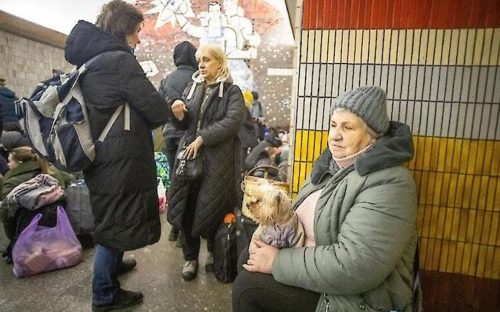 Що робити, якщо з твариною не пустили в укриття - відповідь юриста