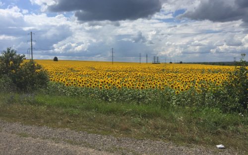 Як українським фермерам викупити землю у 2026 році: нові умови, пільги та необхідні документи
