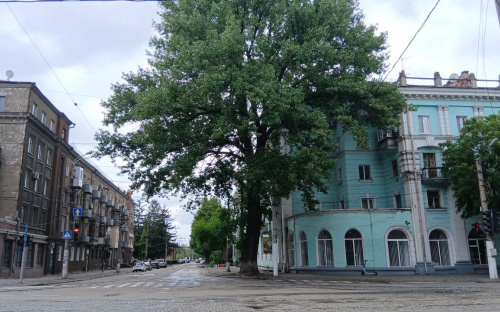 У Кам’янському зростає 125-річна тополя: природна пам’ятка знаходиться у занедбаному стані