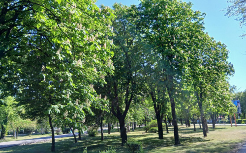У Кам’янському очікується пік алергії через цвітіння трав та дерев: що робити, щоб не захворіти