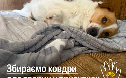 UAnimals оголосили збір теплих речей для тварин у притулках - як надати допомогу
