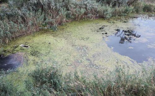 Екологічне лихо чи людська байдужість: Кам’янський лівобережний канал занепадає