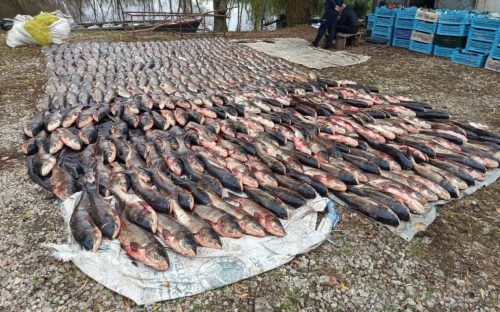 На Дніпропетровщині викрито браконьєрів із 6 тоннами риби: якої риби виявилося найбільше