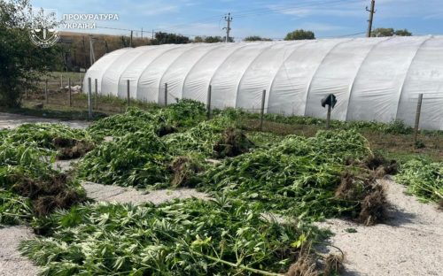 Наркобізнес під виглядом городини: у Кам’янському районі пара виростила конопель на 7 млн грн