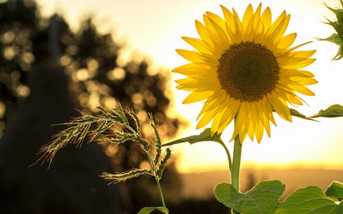 Погода в Кам’янському на вихідні 2 та 3 серпня: спека до +36°C, без опадів