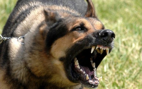 У Кам'янському районі зафіксовані небезпечні захворювання серед тварин