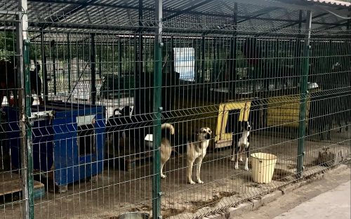 Допомога хвостатим: як волонтери Кам'янського підтримують притулок для тварин