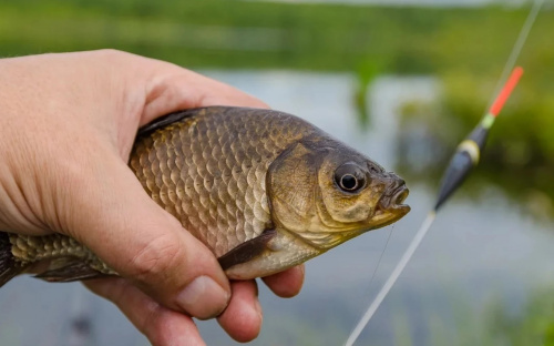 У Кам’янському районі стартує нерестова заборона на вилов водних біоресурсів - подробиці