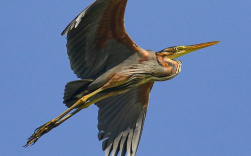 Побачити цього птаха - велика вдача: на березі Дніпра оселилася рідкісна руда чапля