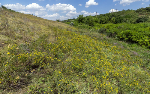 На Дніпропетровщині врятували унікальний заповідний степ - подробиці