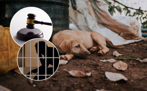 Жорстокість у Жовтих Водах: чим завершилась історія з наругою над загиблою твариною