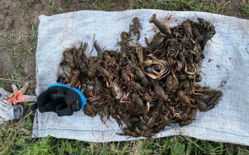 У Кам'янському водний патруль виявив браконьєра, який наловив раків майже на пів мільйона гривень