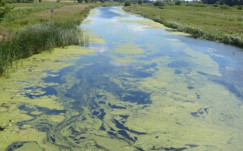 Вода стає отрутою: чому річки Дніпропетровщини масово зеленіють у липні і де категорично не можна купатися