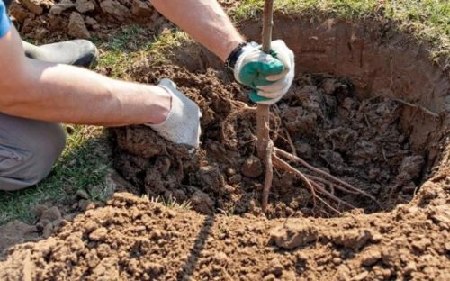 Досвідчені садівники садять дерева восени: чому вересень кращий за весну