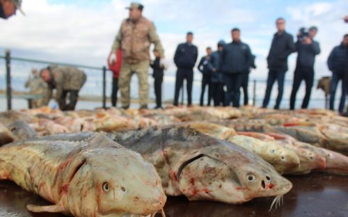 З Кам'янського водосховища виловили 7 рибин вартістю 20 тис. грн - фото