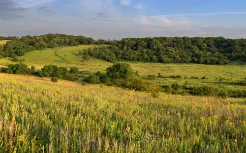 Не лише заводи: яку кліматичну аномалію приховують байрачні ліси Дніпропетровщини