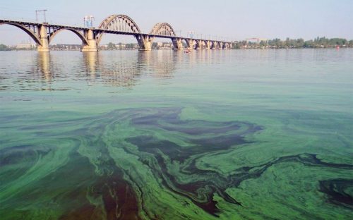 Чому наприкінці літа Дніпро біля Кам'янського перетворюється на зелений кисіль і чим це загрожує містянам