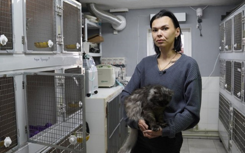 До притулку на Дніпропетровщині з Краматорська евакуювали породистих котів, зараз вони шукають дім