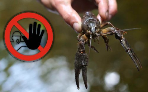 На Дніпропетровщині вводиться заборона на вилов раків: штраф за один екземпляр – понад 3 300 грн