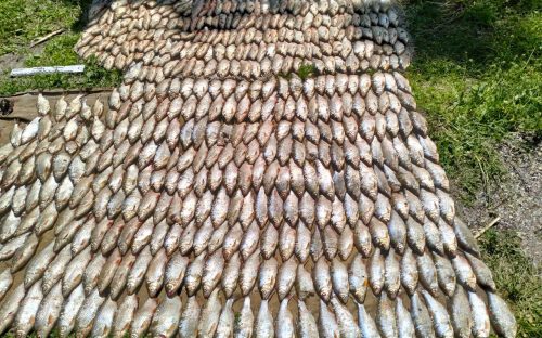 Гучна спецоперація на Кам'янському водосховищі: затримано браконьєрів з уловом на мільйон