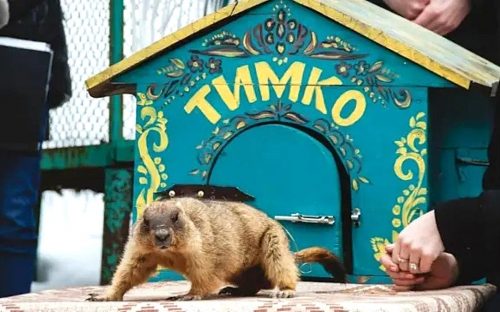Бабак Тимко зробив прогноз на весну: що передбачив головний пухнастий синоптик України