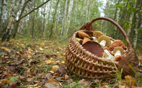 Вересневий ліс біля Кам'янського: які гриби вже можна брати, а які краще залишити