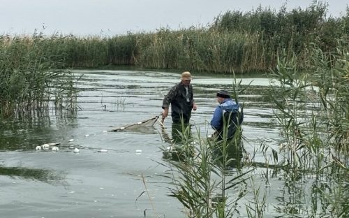 Кніповічія та гірчак: у Кам’янському водосховищі виявили незвичайних мешканців