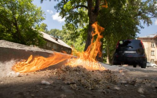 Алергії та пожежі: до Кабміну подали петицію про необхідність боротьби з тополиним пухом - як підписати