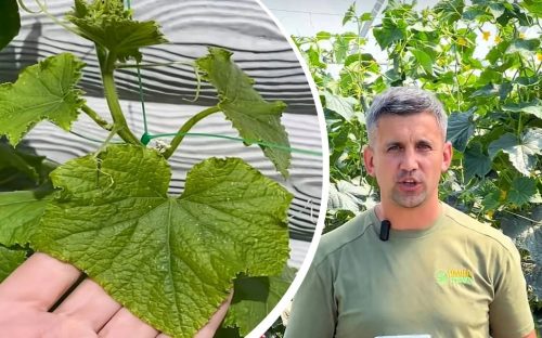 Чому жовтіють і сохнуть огірки: головні причини та як врятувати врожай на Дніпропетровщині