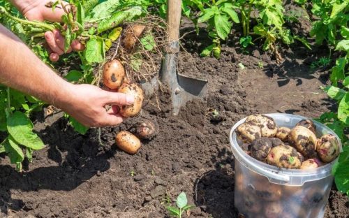 Коли копати картоплю городникам Дніпропетровщини: влучні дні та головні ознаки стиглості наприкінці серпня