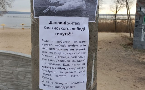 Замість допомоги – смерть: у Кам’янському масово гинуть лебеді