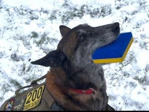 Собаки-герої України: як бельгійська вівчарка Спаркі з Дніпропетровщини рятує, лікує та шукає загиблих 