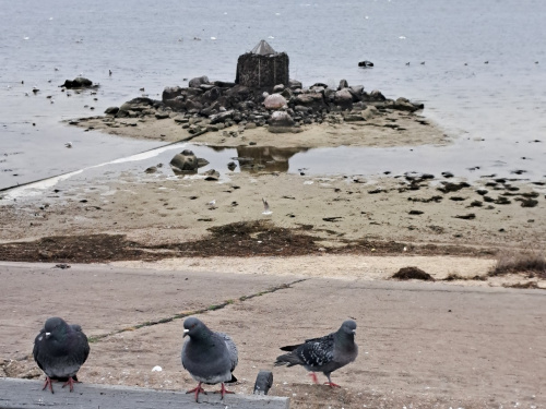 «Тут ми плавали, а тепер ходимо пішки»: мешканка Кам’янського зафіксувала критичне обміління Дніпра