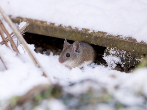Крижана кірка та морози: як зимова негода на Дніпропетровщині змінила життя гризунів на посівах